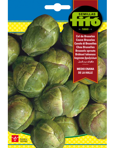 Brussels Sprouts Medio Enana de la...