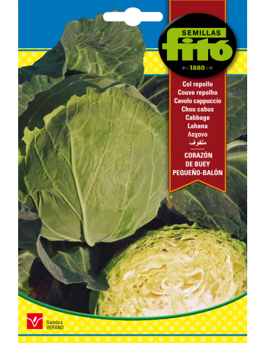 Cabbage Corazón de Buey Pequeño -...