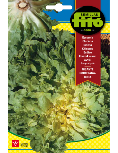 Escarola Gigante Hortelana - Buda (8 g)