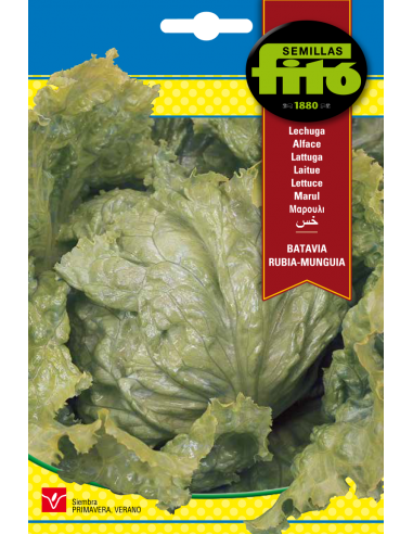 Lechuga Batavia Rubia - Munguia (7 g)