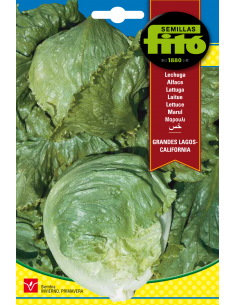 Lechuga Grandes Lagos -...