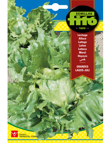 Lechuga Grandes Lagos - Juli (6 g)