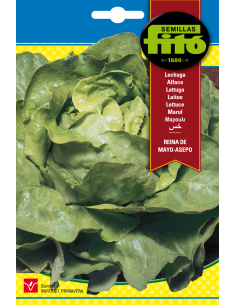 Lechuga Reina de Mayo -...