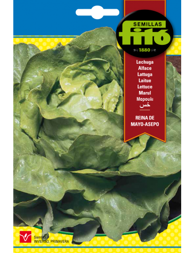 Lechuga Reina de Mayo - Asepo (7 g)