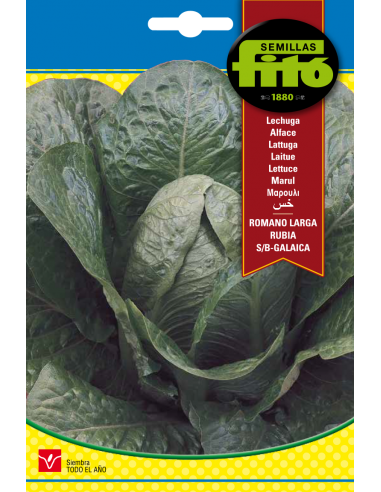Lechuga Romana Larga Rubia S. B. -...