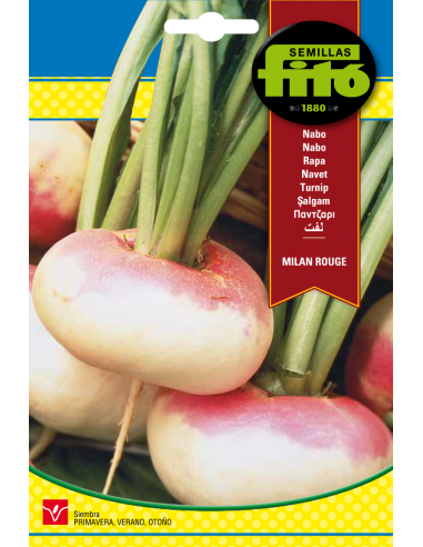 Nabo de Mesa Milan Rouge (20 g)