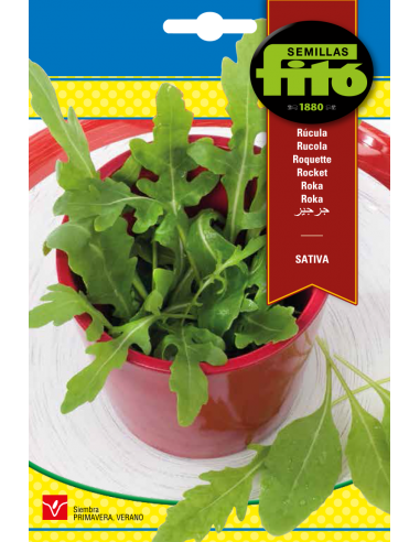 RUCULA SATIVA SUPERBOL